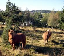 pferde_als_landschaftspfleger_rossa_fnl_0.jpg